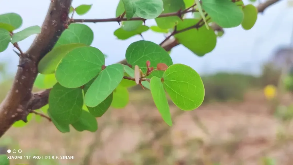 Bauhinia Bauhinioides