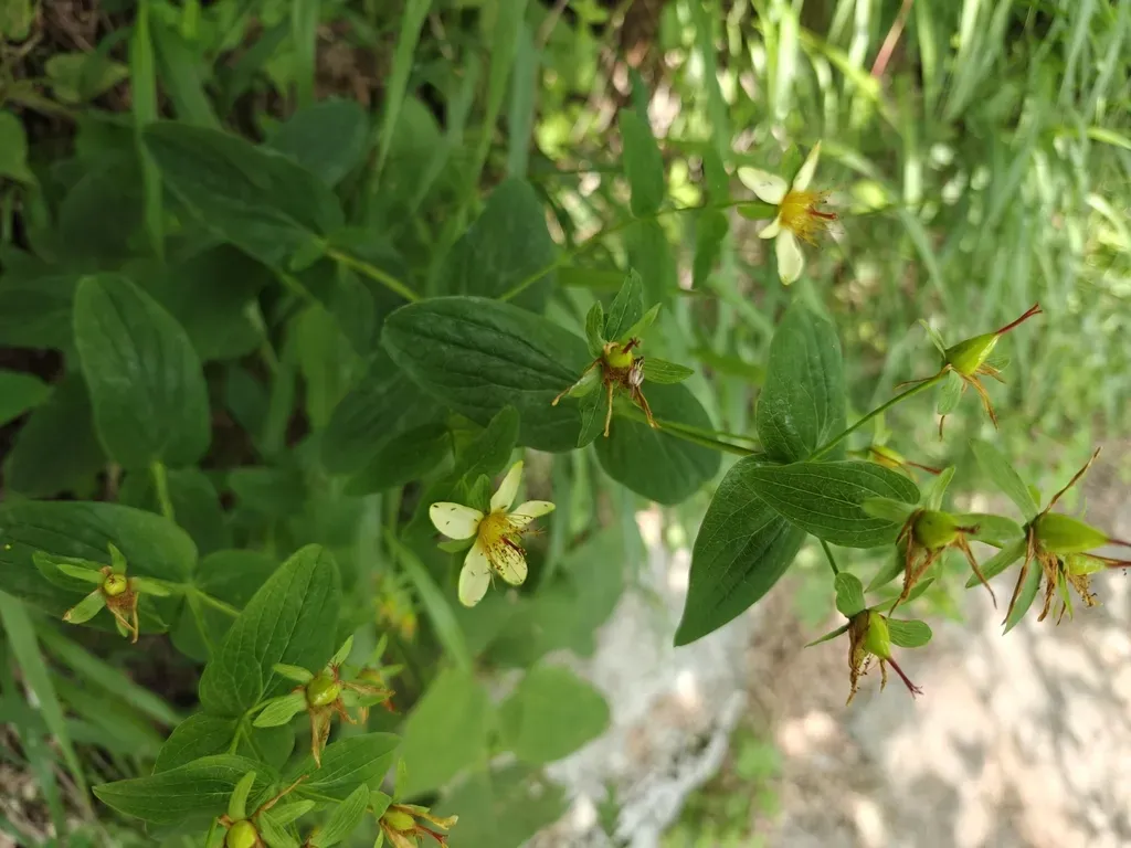 Hypericum Przewalskii