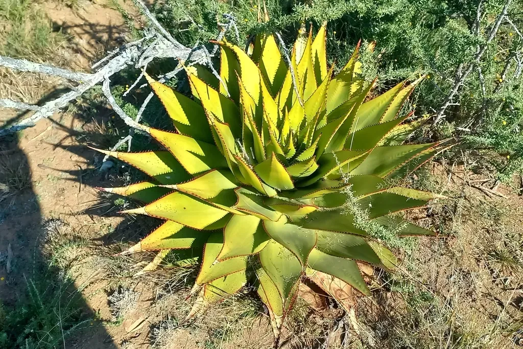 Snake Aloe