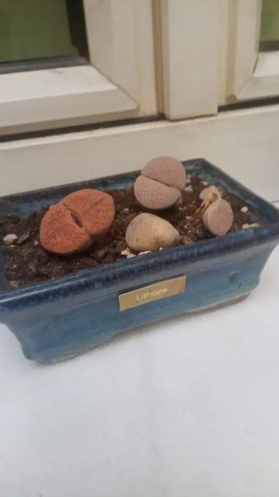 Lithops Lesliei