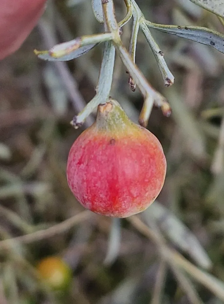 Bitter Quandong