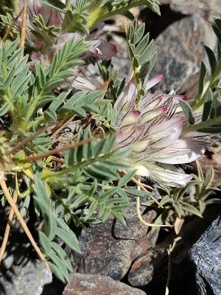 Astragalus Nevadensis