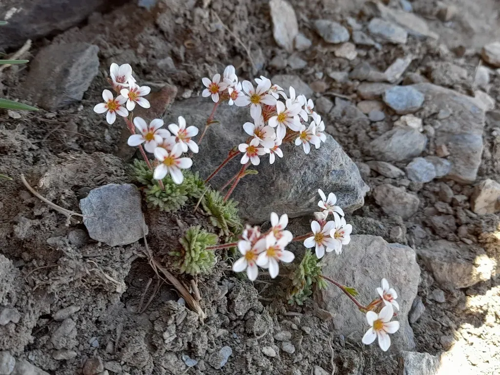 Saxifraga Nevadensis
