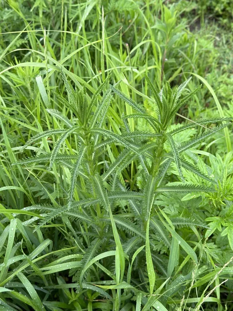 Achillea Ptarmicoides