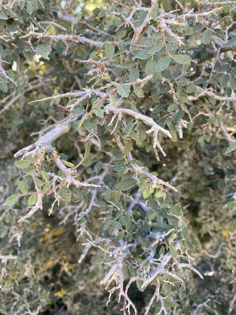 Cretan Zelkova