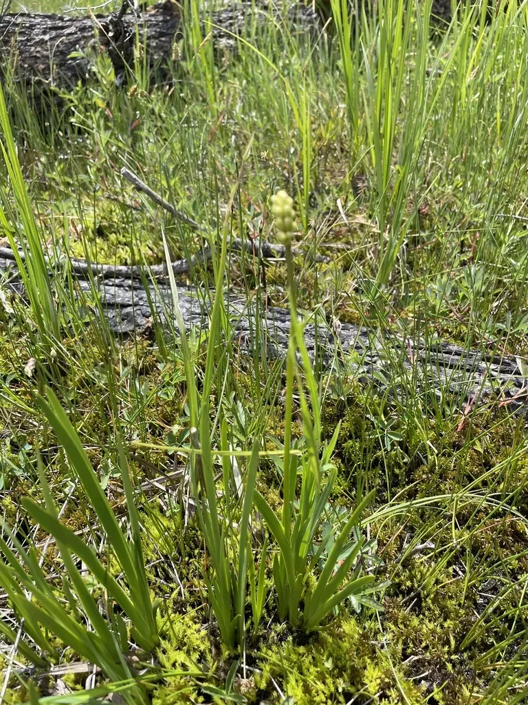 Western False Asphodel