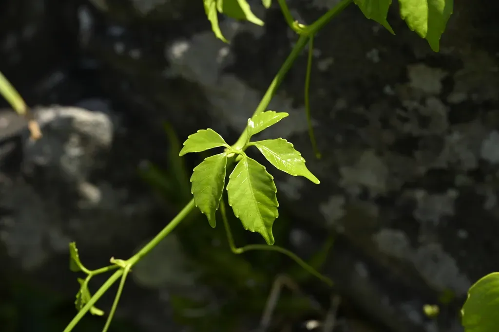 Tetrastigma Lanyuense