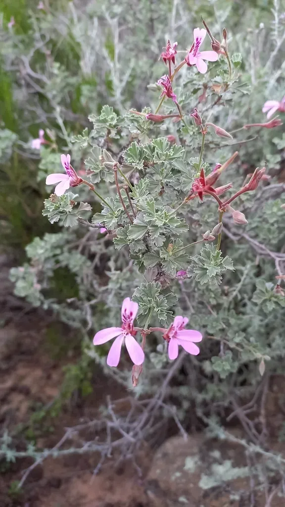 Greyleaf Storksbill