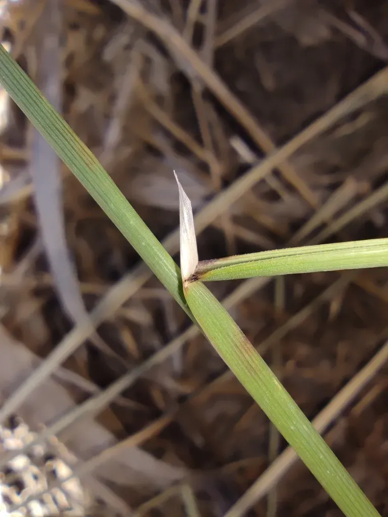 Puccinellia Dolicholepis