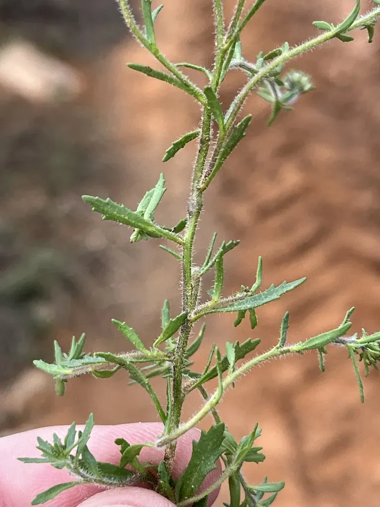Phyllopodium Rustii