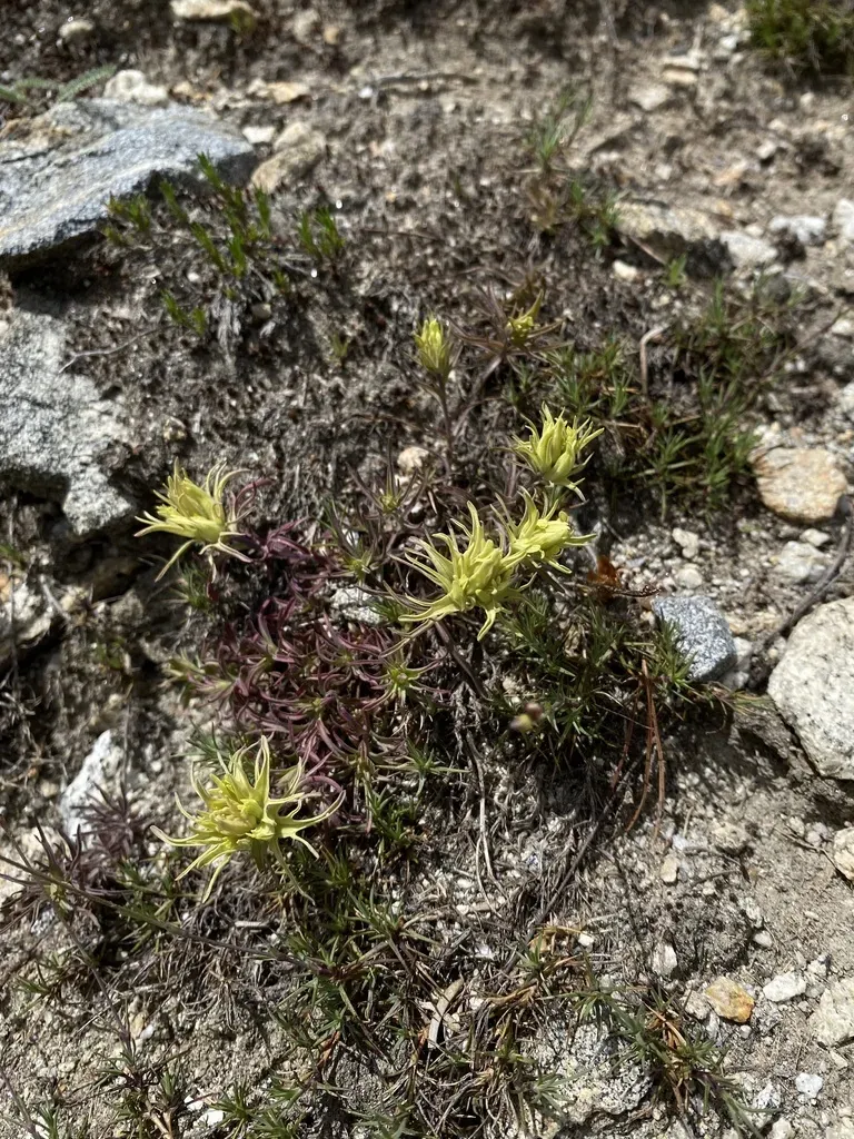 Pallid Indian-paintbrush