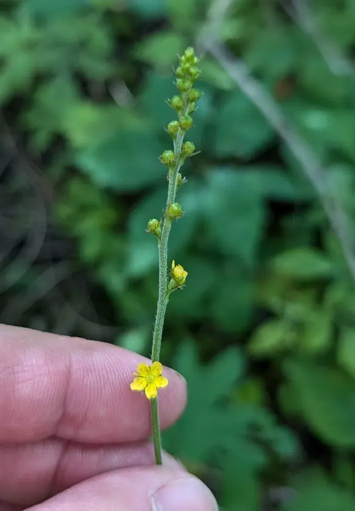 Downy Agrimony