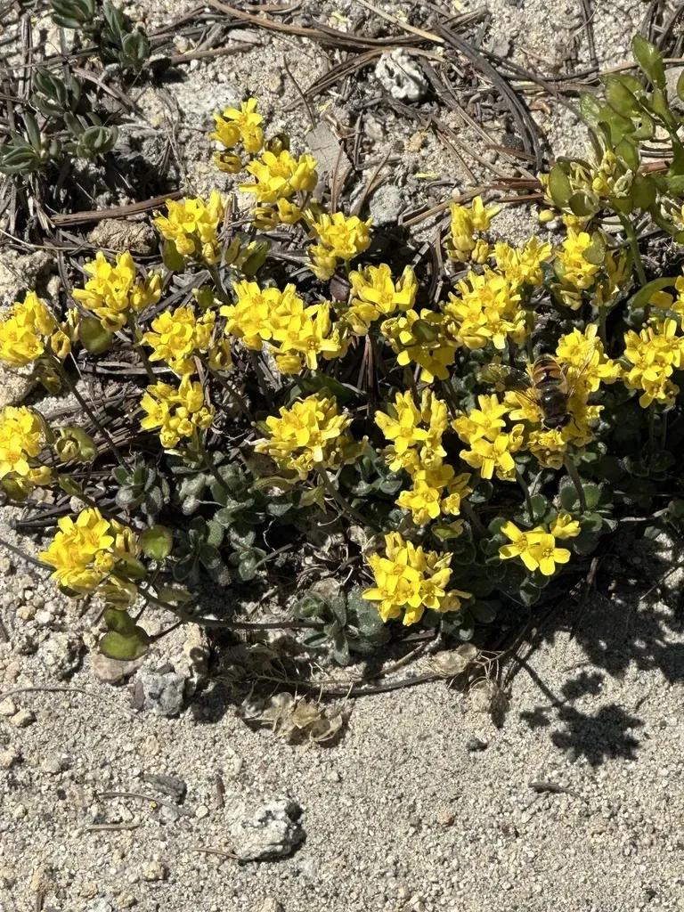 Lake Tahoe Draba