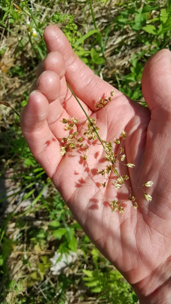Northern Sweet Grass