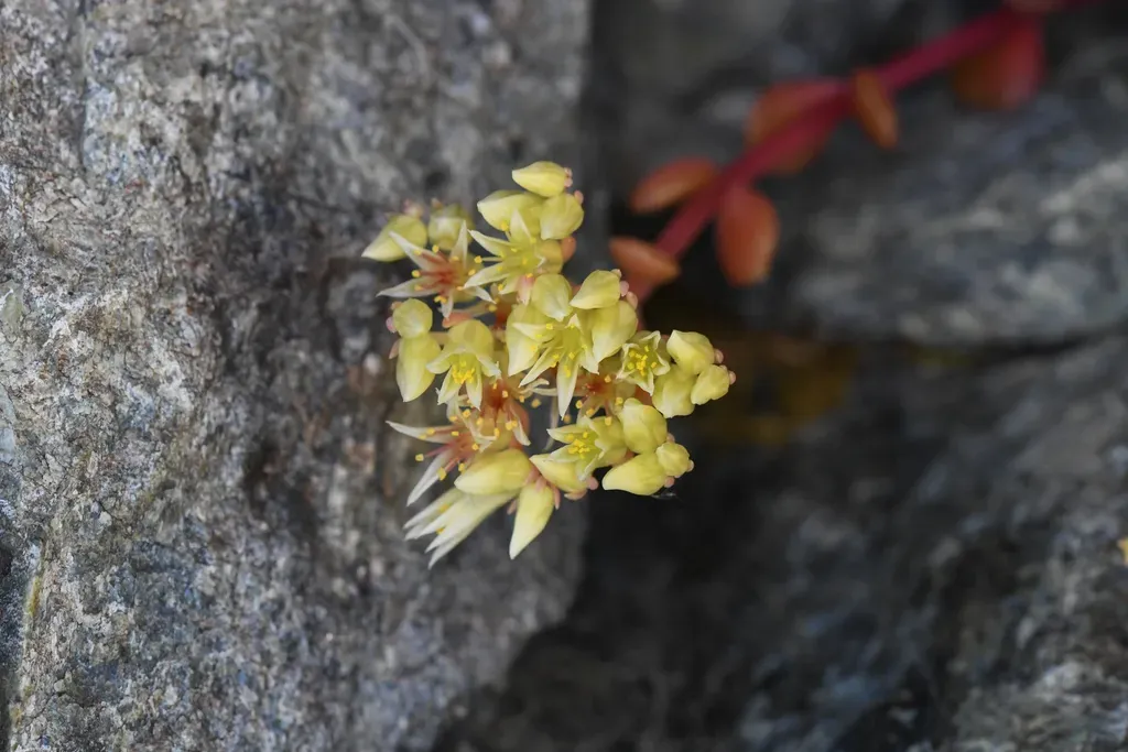 Smith River Stonecrop