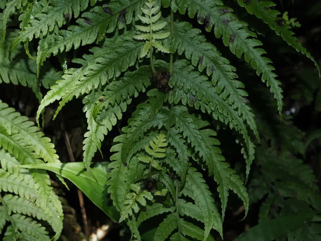 Deparia Prolifera