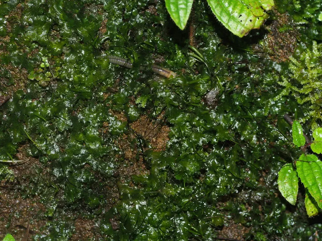 Folioceros Fuciformis