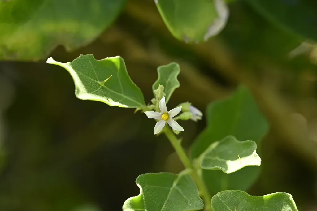 Solanum Miyakojimense