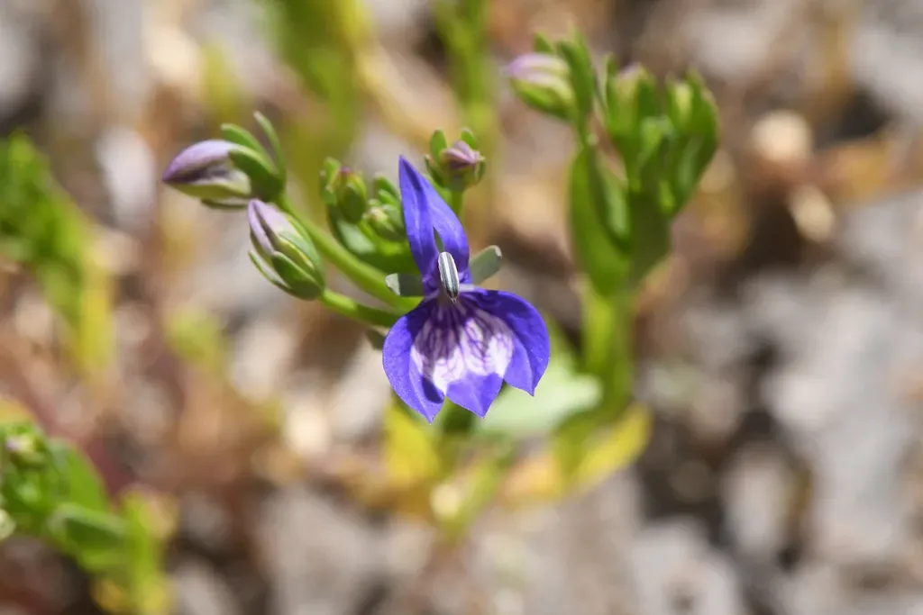Californian Lobelia