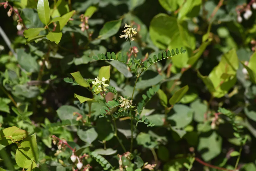 Bald Mountain Milkvetch
