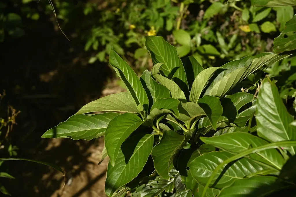 Wendlandia Luzoniensis