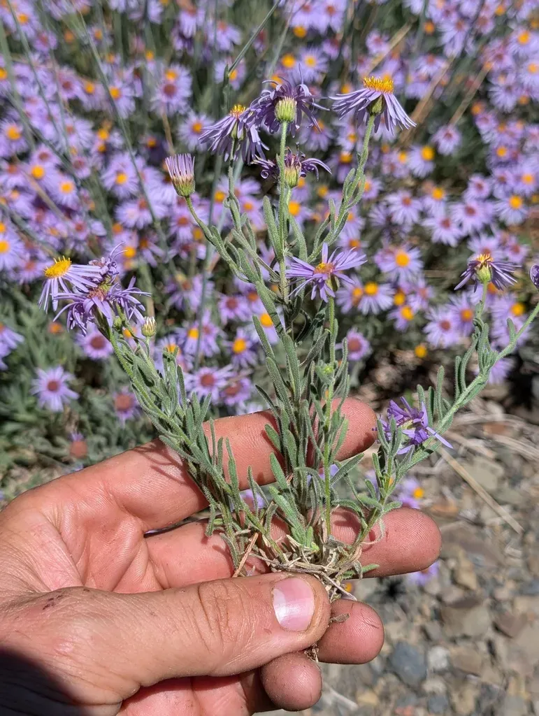 Klamath Fleabane
