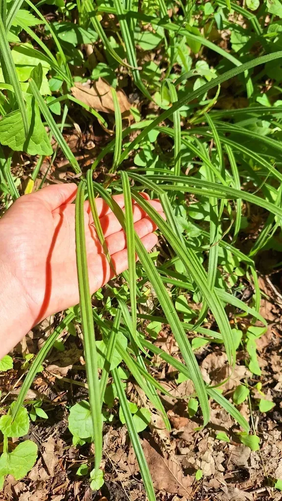 Carex Auriculata