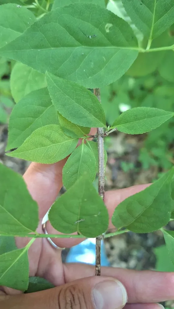 Euonymus Maximowiczianus