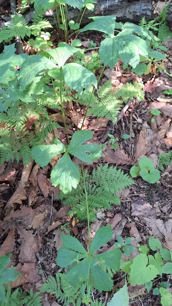 Red-flowering Sanicle
