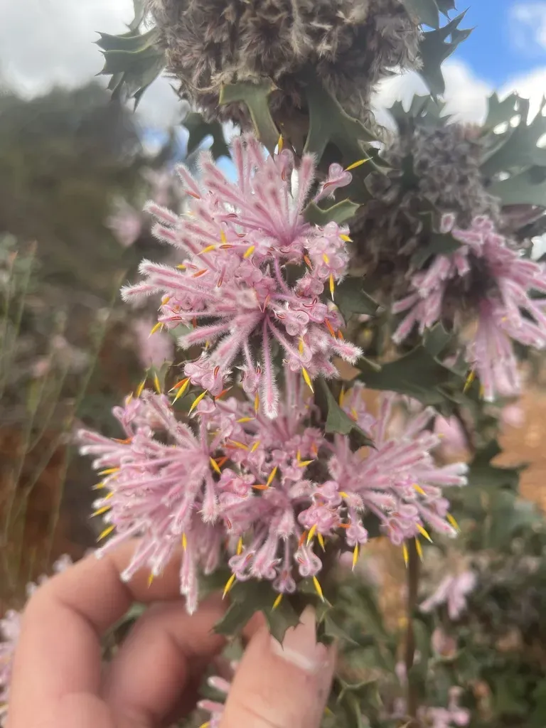 Stirling Range Coneflower