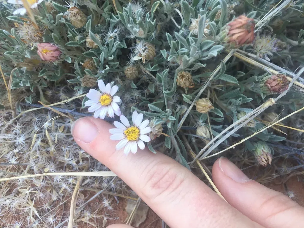 Hoary Townsend Daisy
