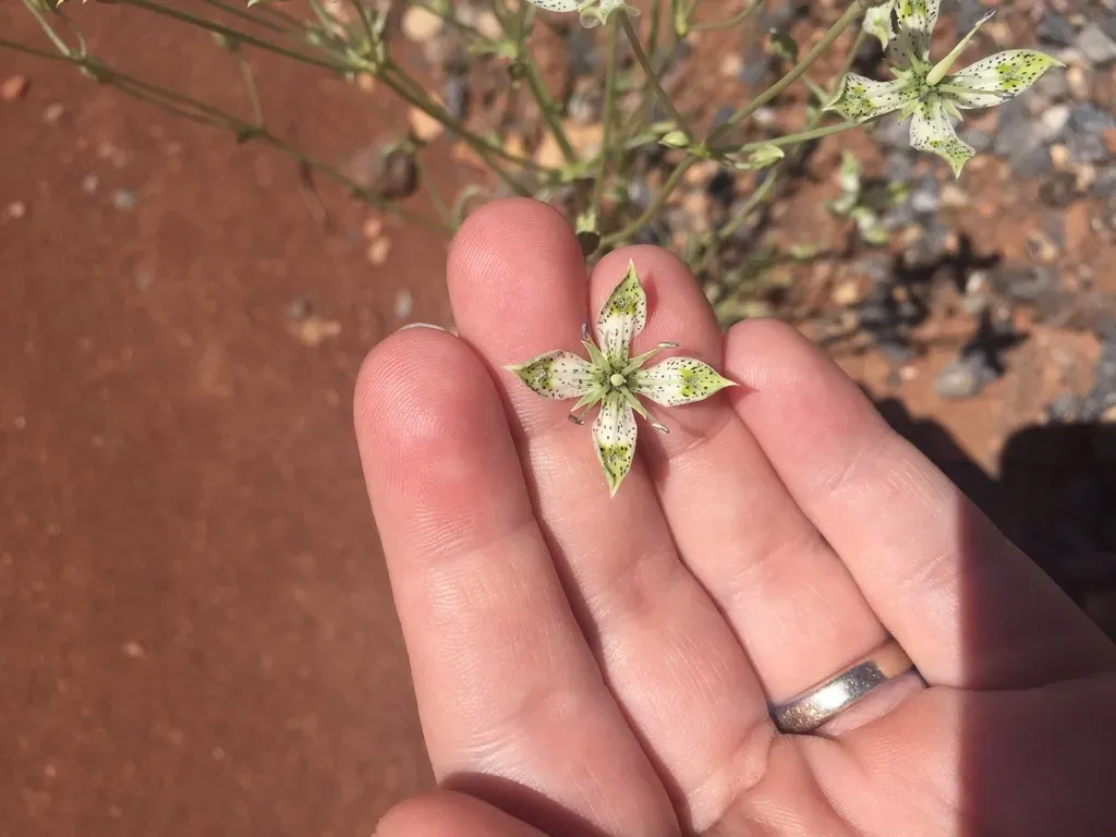 Margined Green Gentian