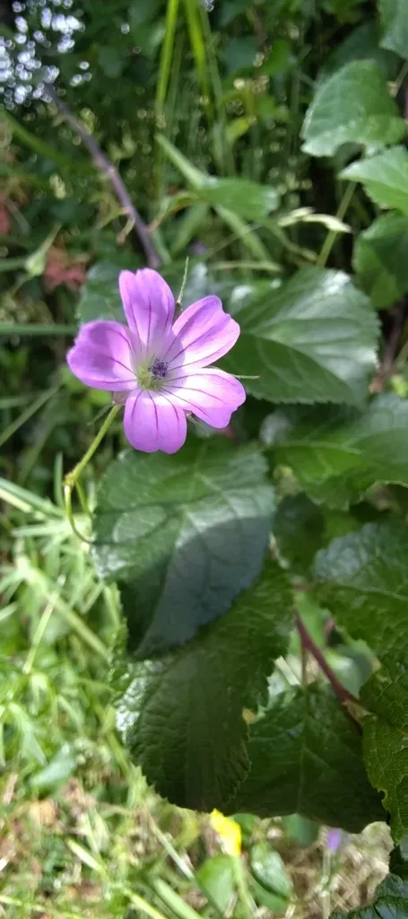 Long-stalked Crane's-bill