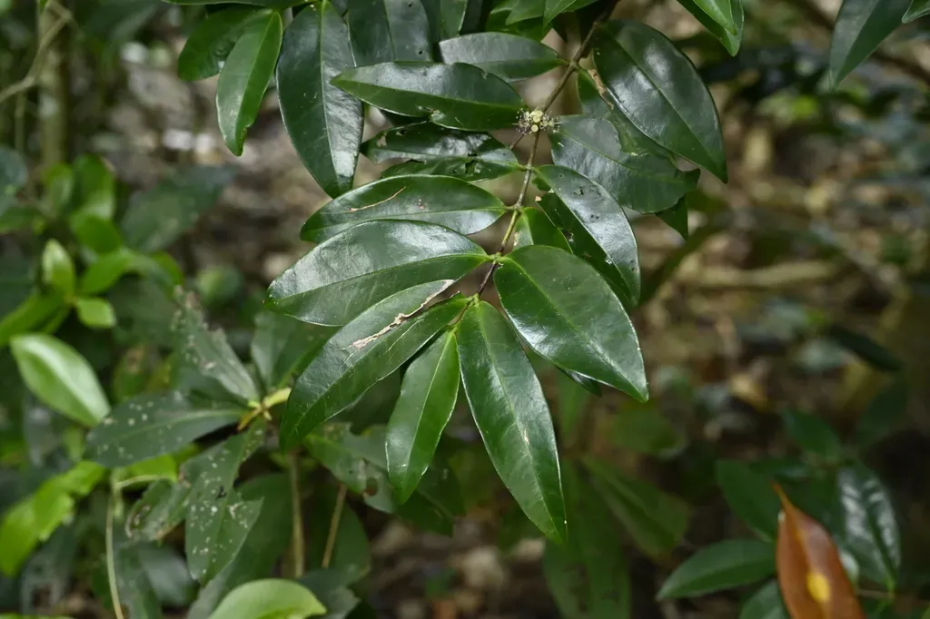 Memecylon Lanceolatum