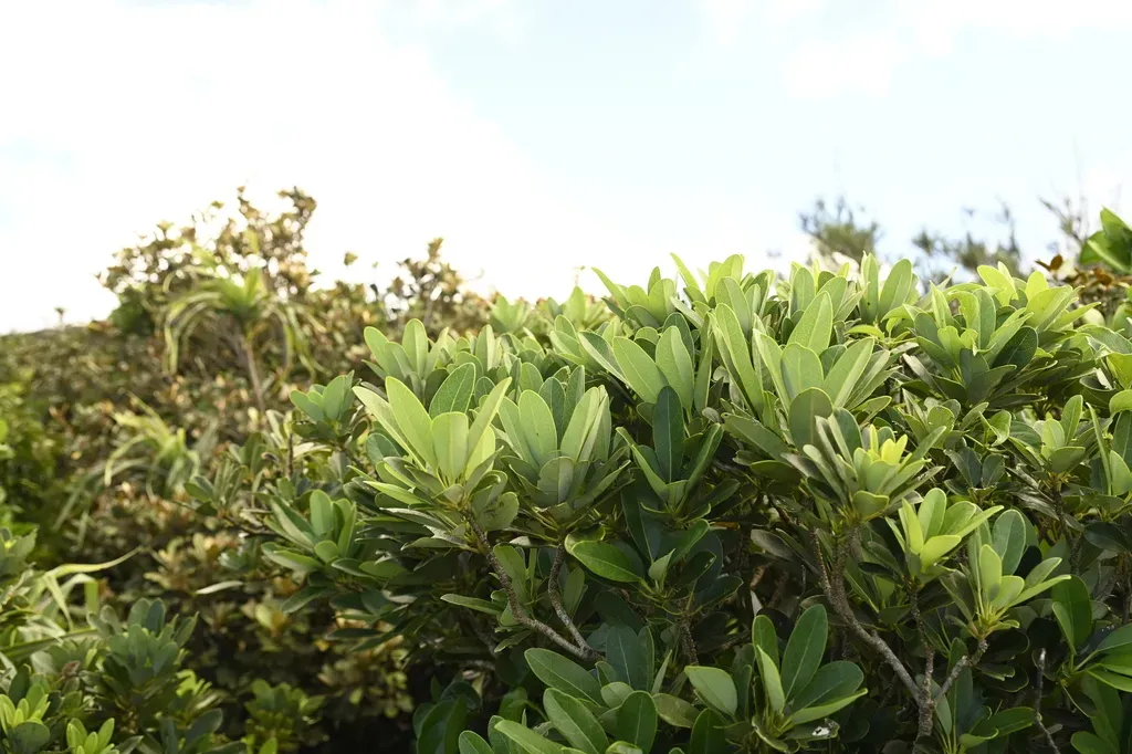 Daphniphyllum Glaucescens