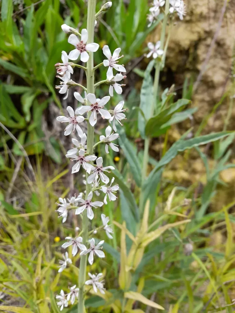 Willow-leaved Loosestrife