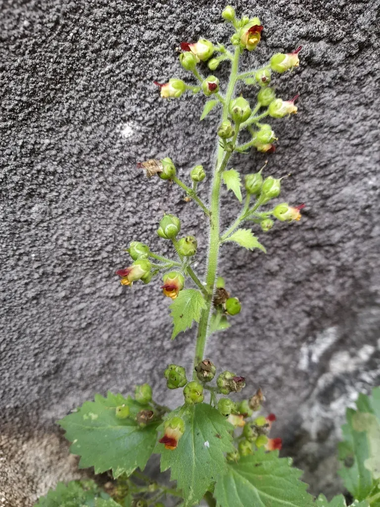 Scrophularia Pyrenaica