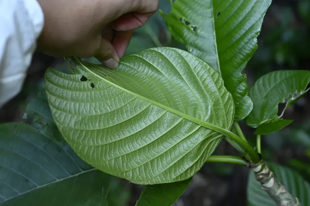Dendrocnide Kotoensis