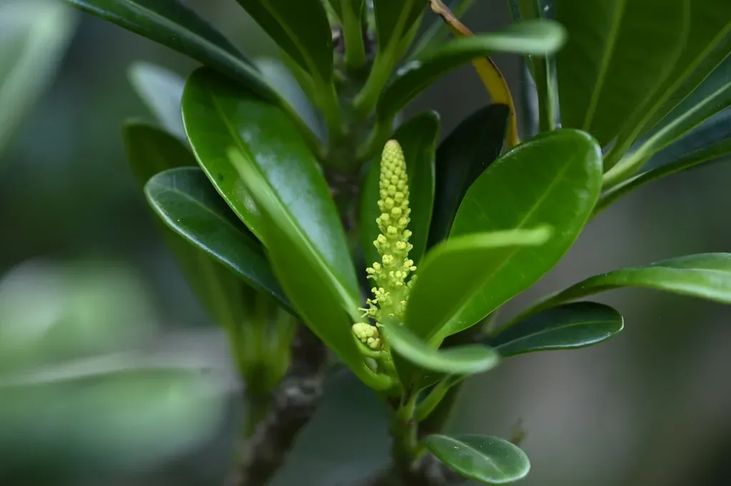 Excoecaria Kawakamii