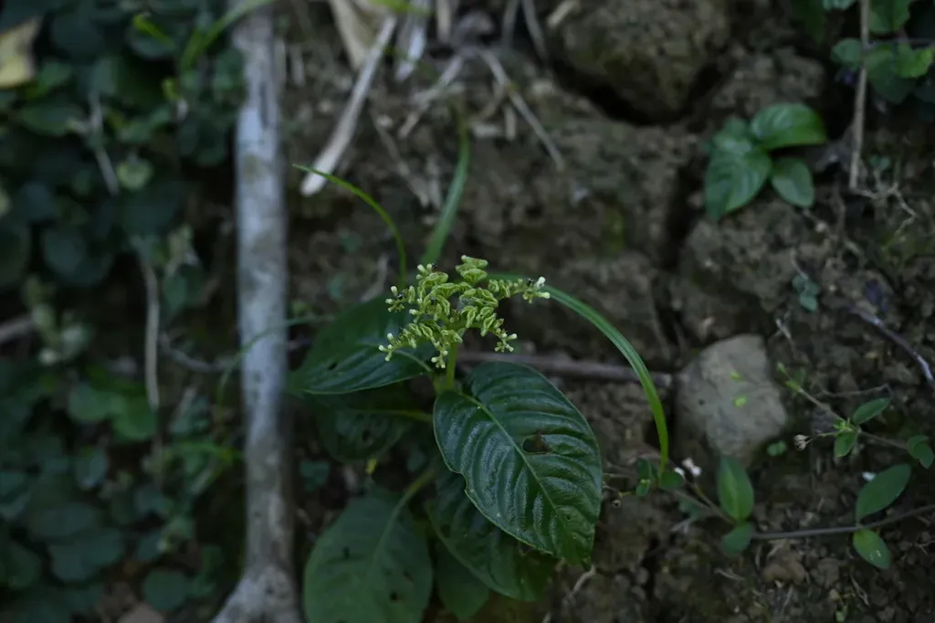 Ophiorrhiza Kuroiwae