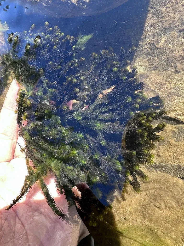 Margined Streamside Moss