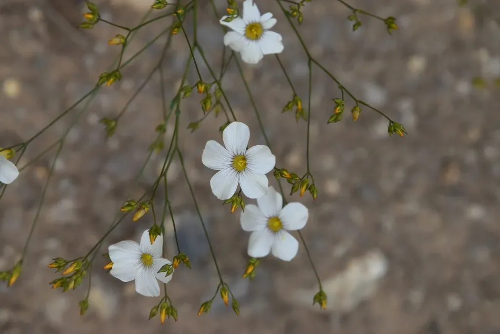 Linum Corymbiferum