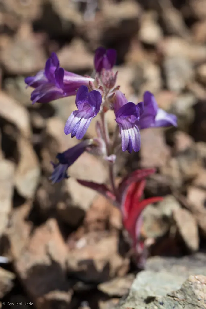 Greene's Blue-eyed Mary