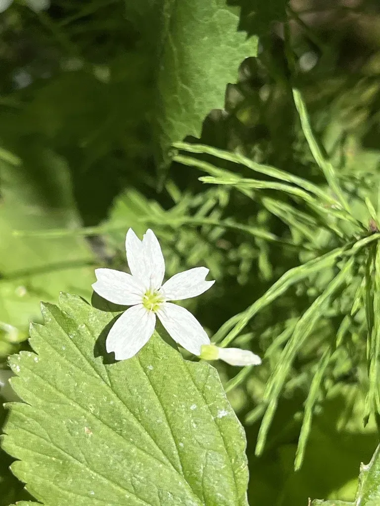 Heartleaf Springbeauty