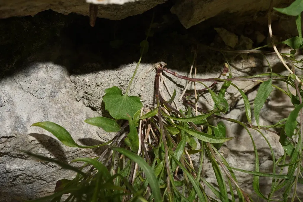 Campanula Praesignis