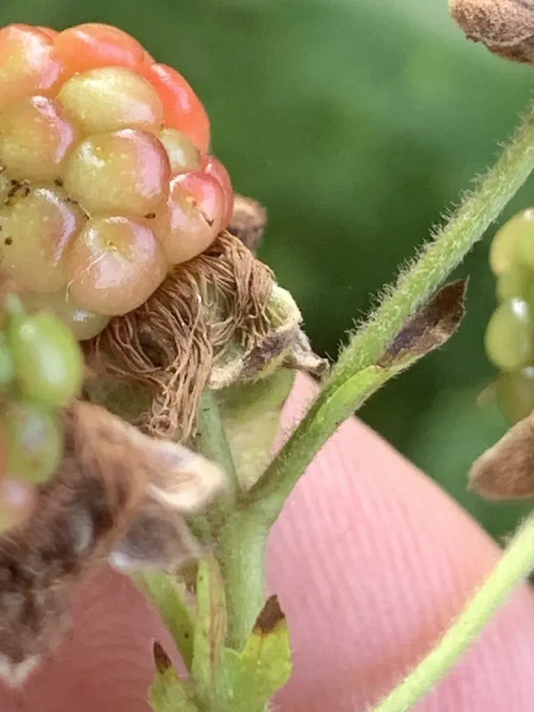 Rubus Ablatus