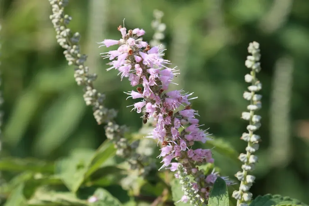 Elsholtzia Stauntonii