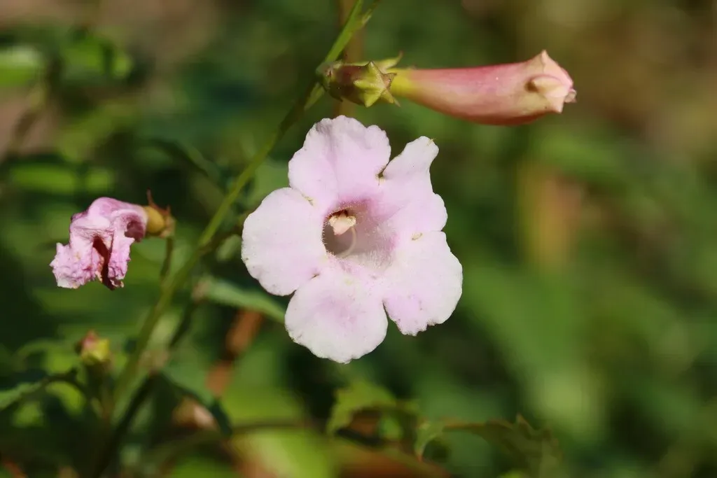 Fern-leaved Trumpet-flower
