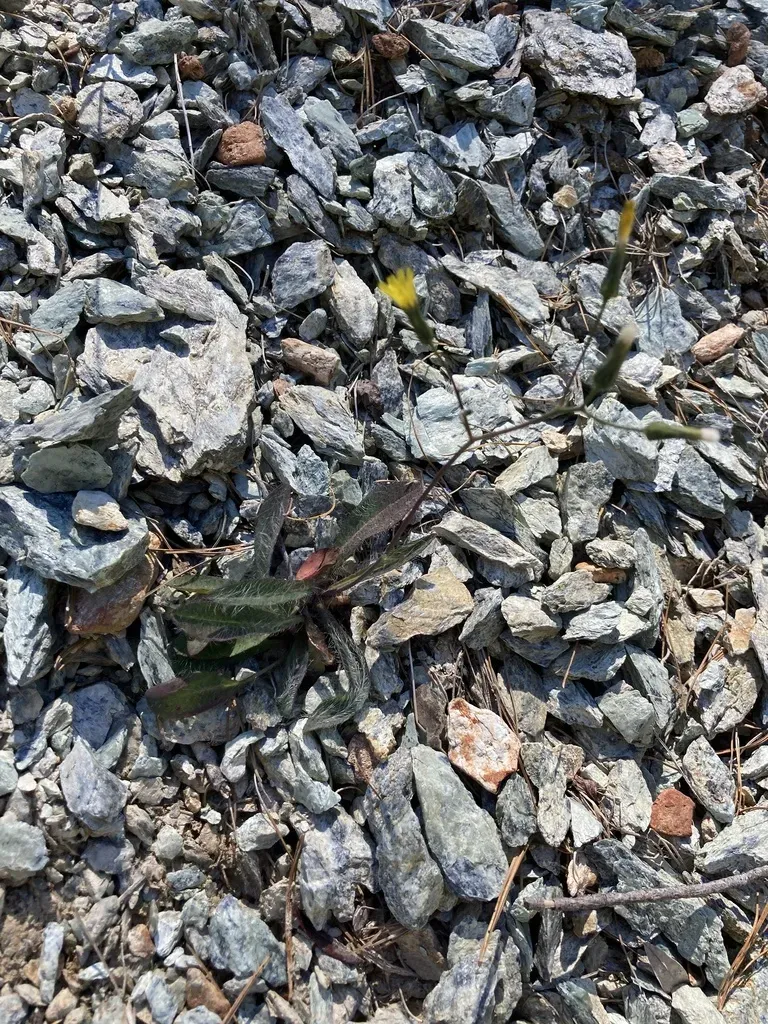 Bolander's Hawkweed