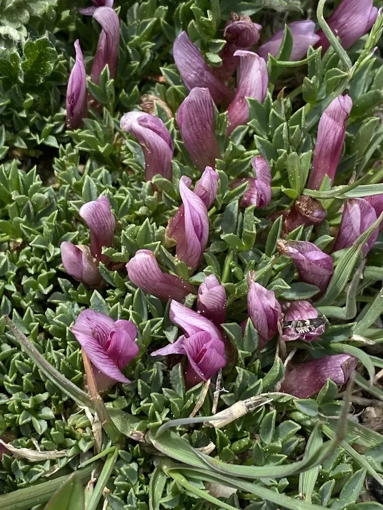 Dwarf Clover